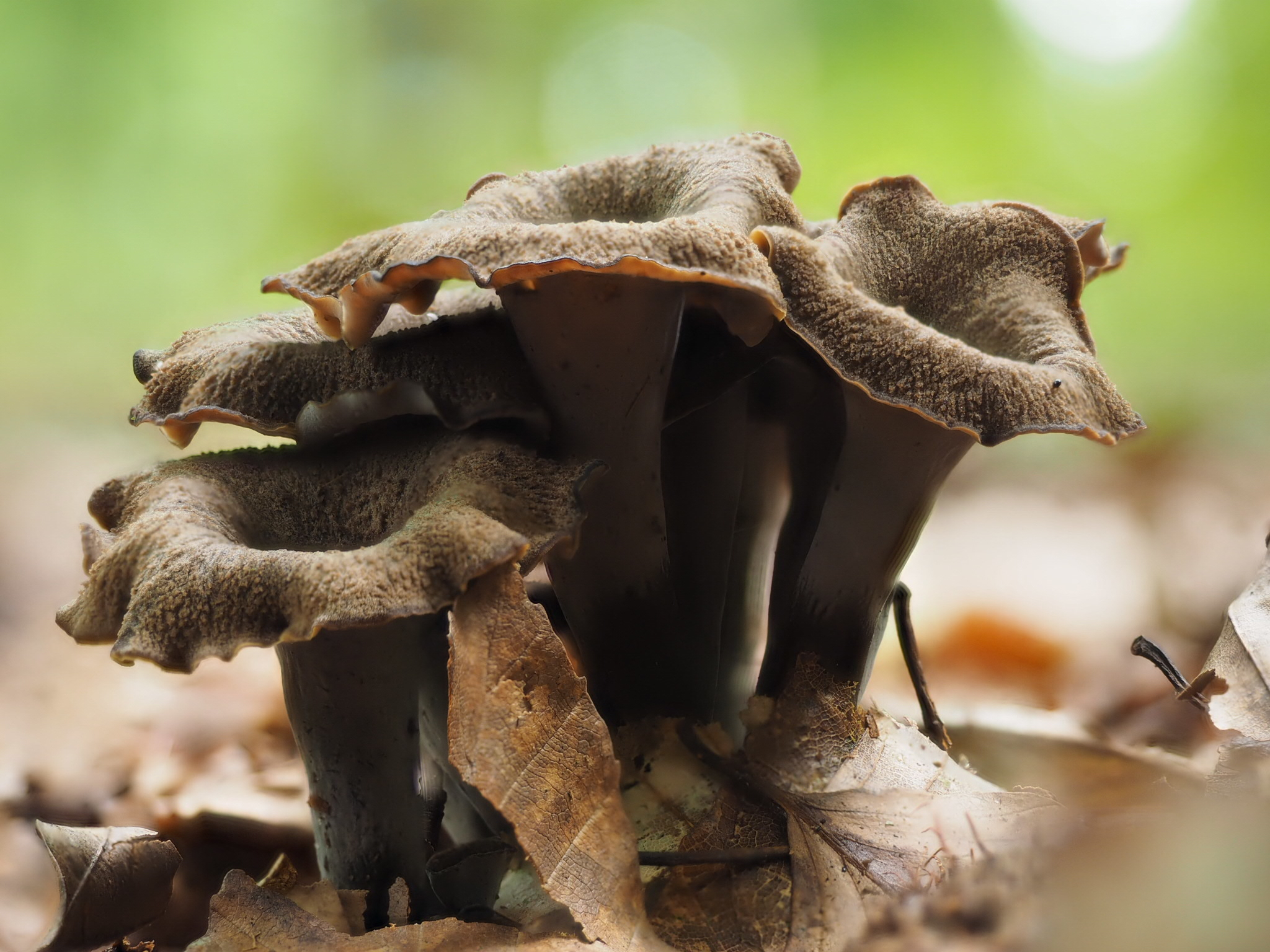 Herbsttrompete (Craterellus cornucopioides)