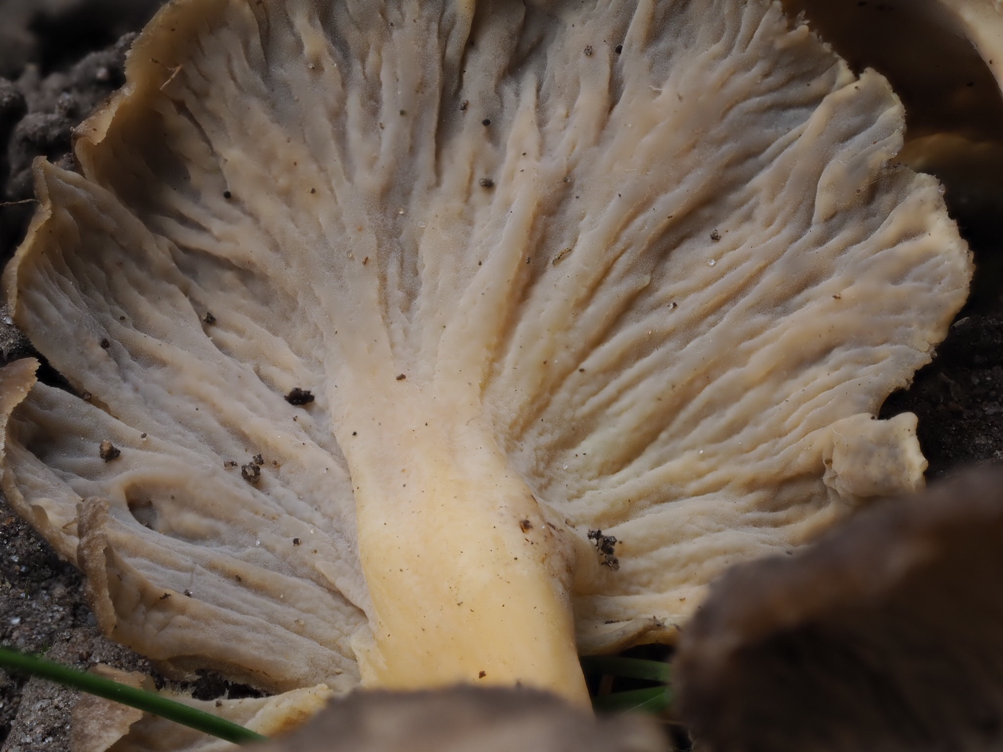 Starkriechende Trompetenpfifferling (Craterellus lutescens)