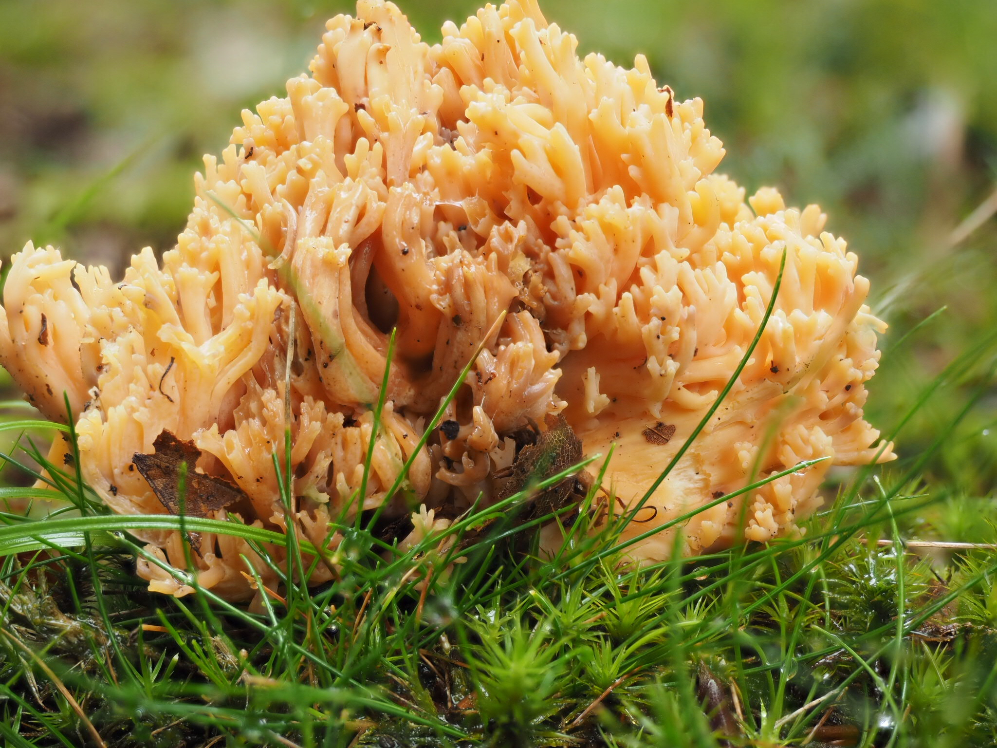 Koralle (Ramaria spec.)