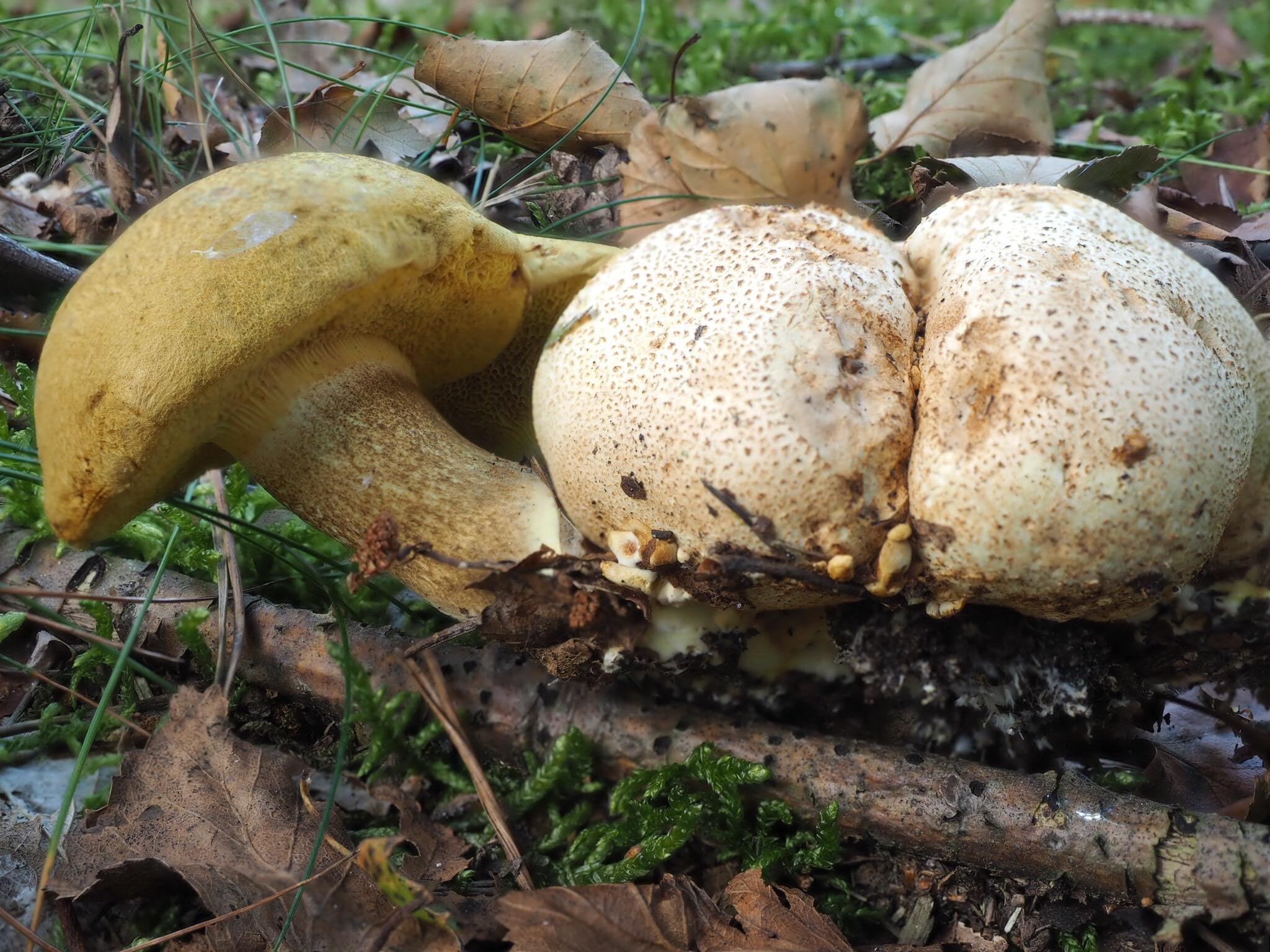 Parasitische Röhrling (Pseudoboletus parasiticus)