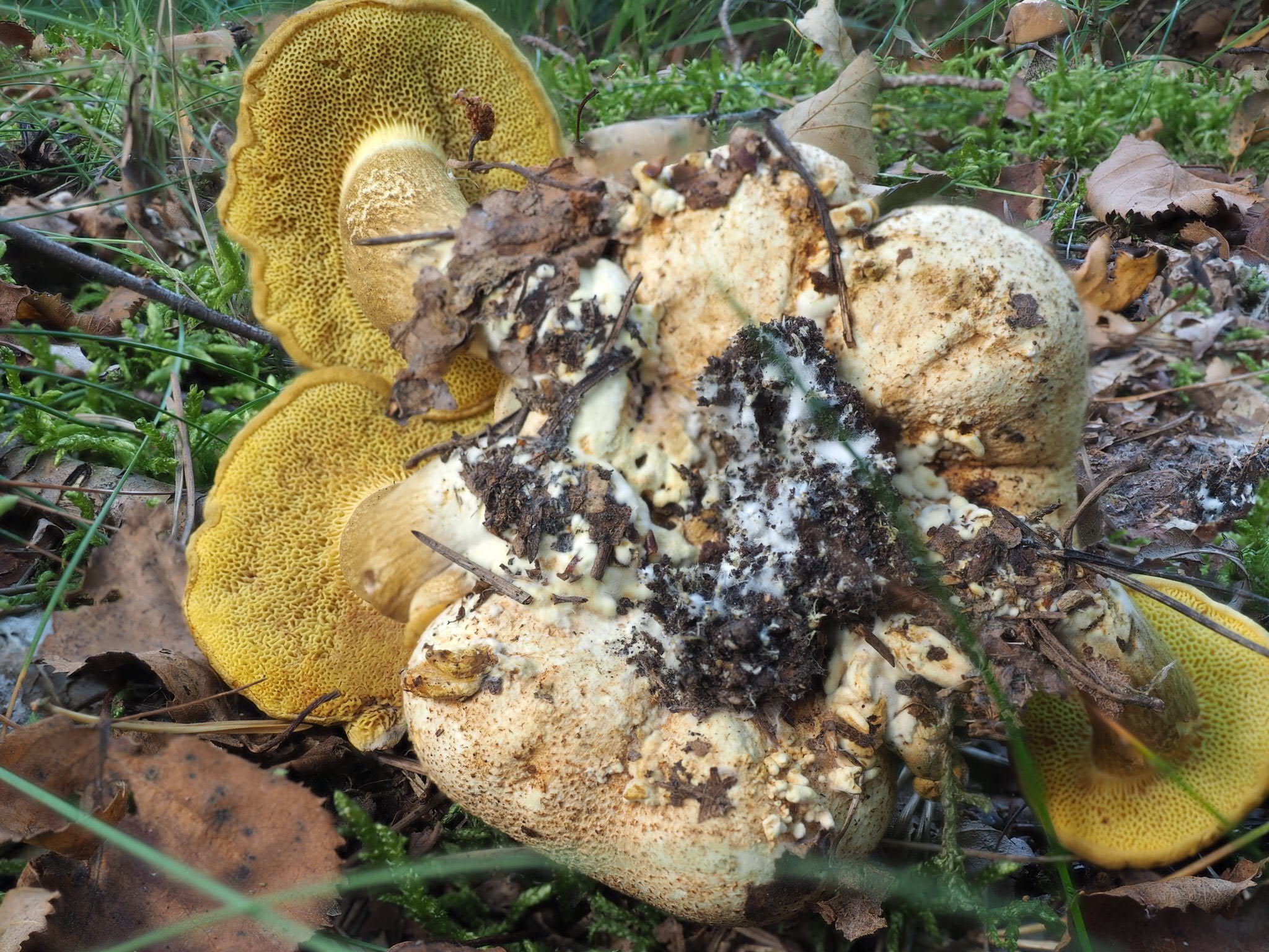 Parasitische Röhrling (Pseudoboletus parasiticus)