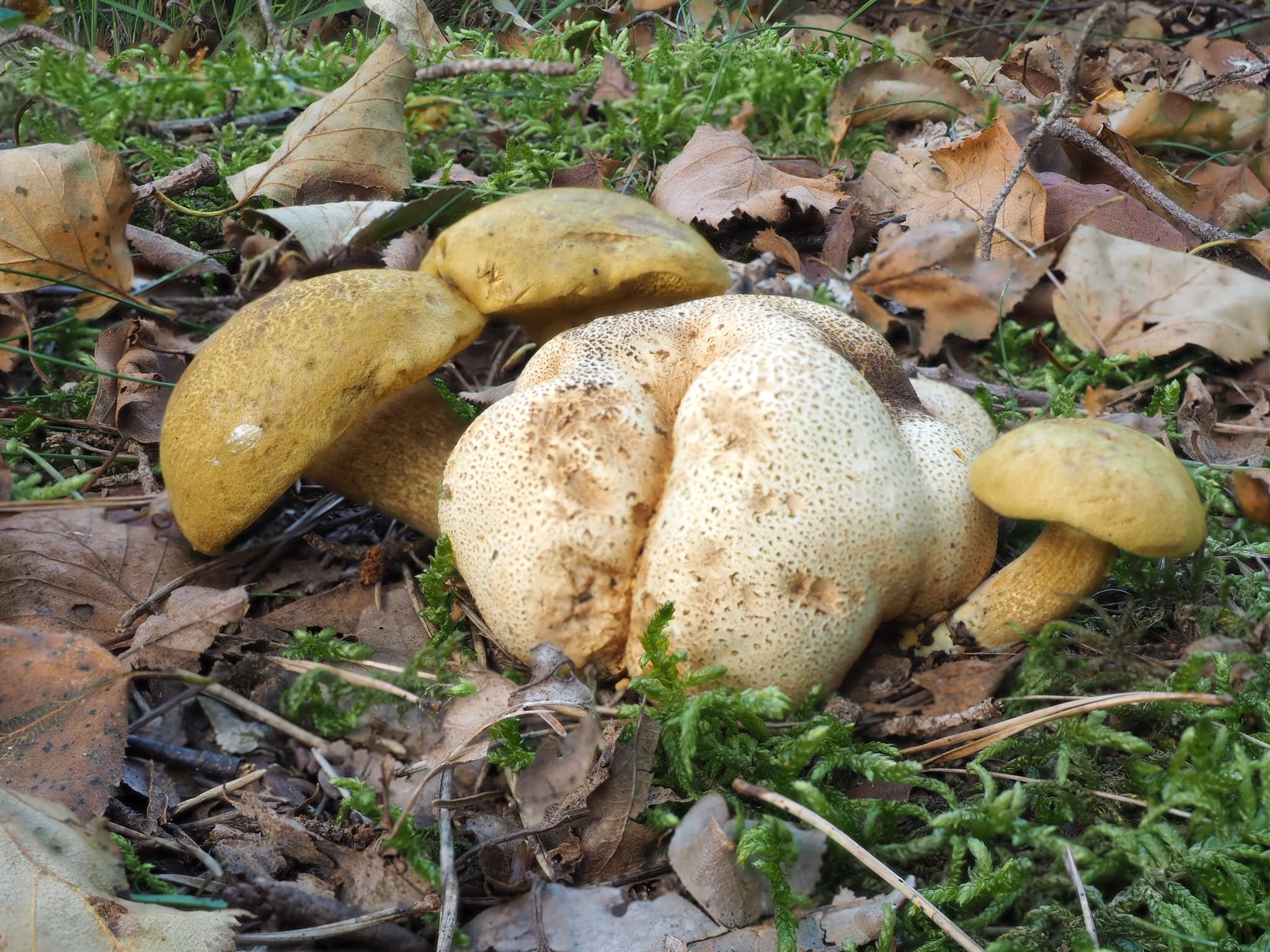 Parasitische Röhrling (Pseudoboletus parasiticus)