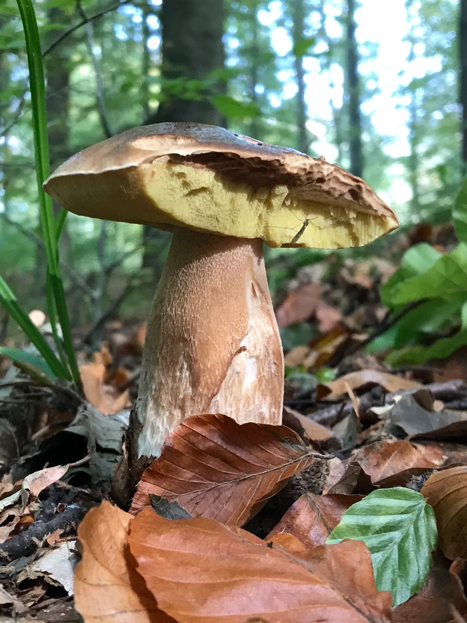 Echter Steinpilz (Boletus edulis) mit deutlich weißer Netzzeichnung am oberen Stiel