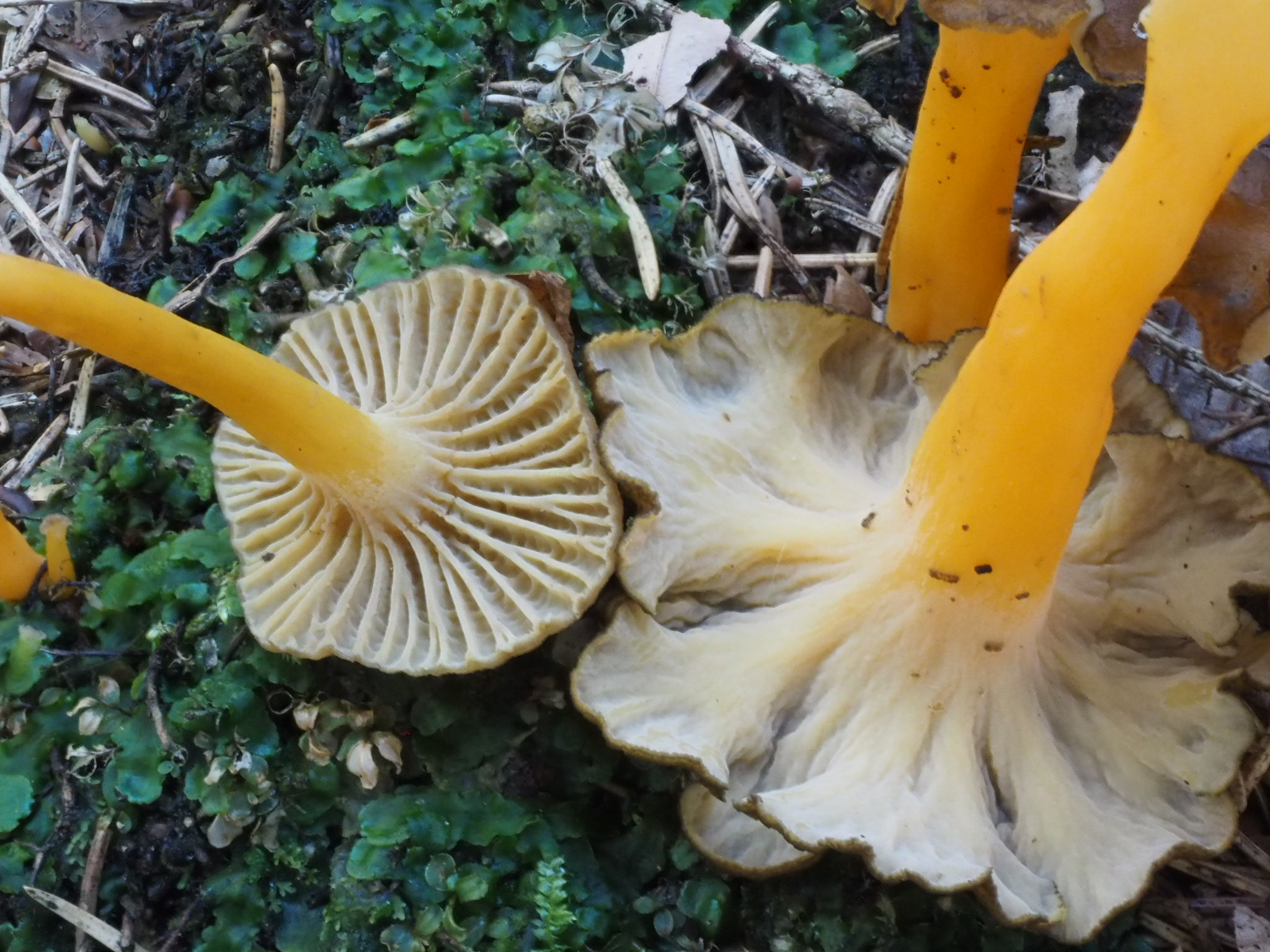 re. Starkriechende Trompetenpfifferling (Craterellus lutescens) li. Trompetenpfifferling (Craterellus tubaeformis