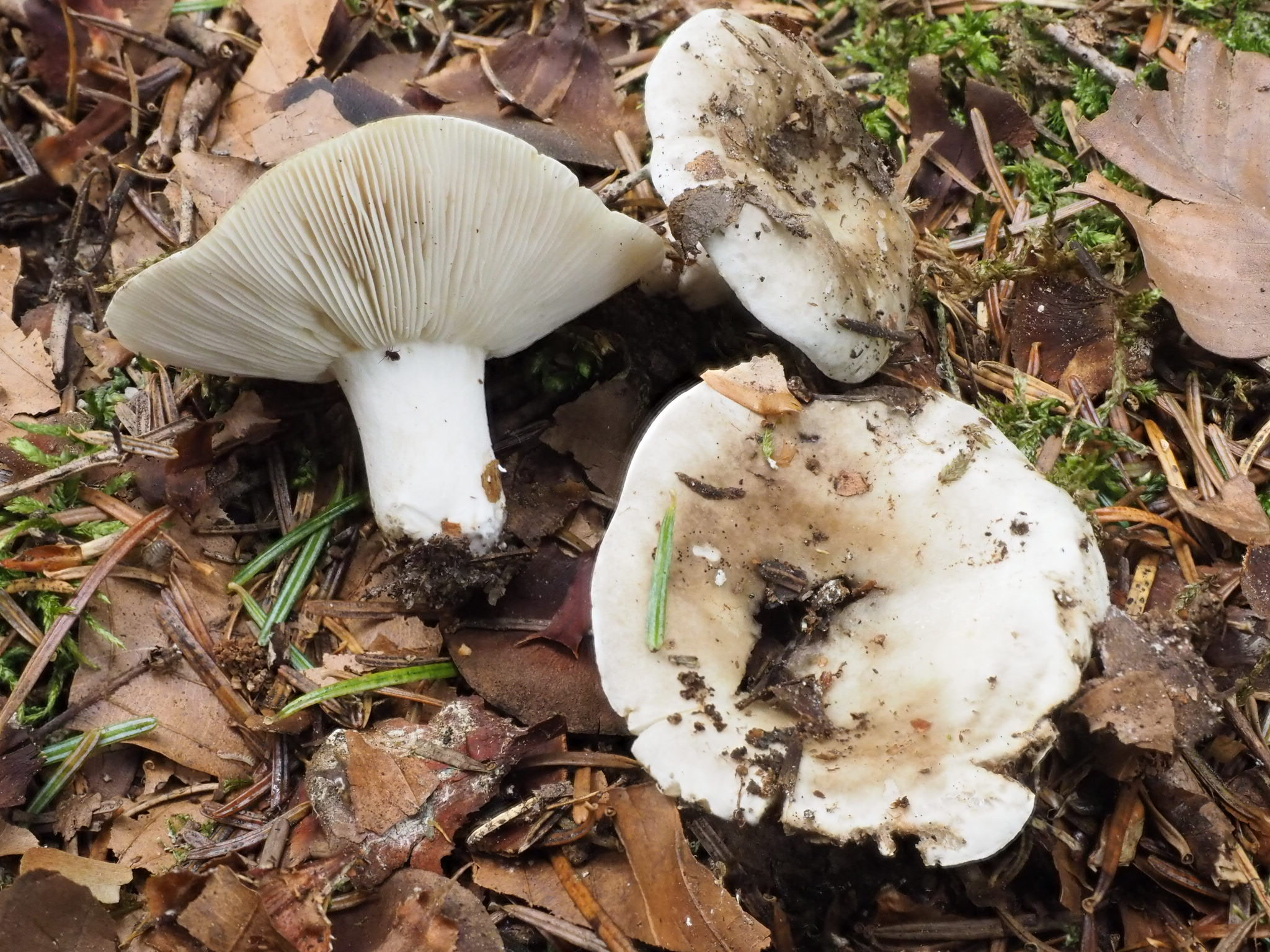 Dichtblättrige Schwärz-Täubling (Russula densifolia)