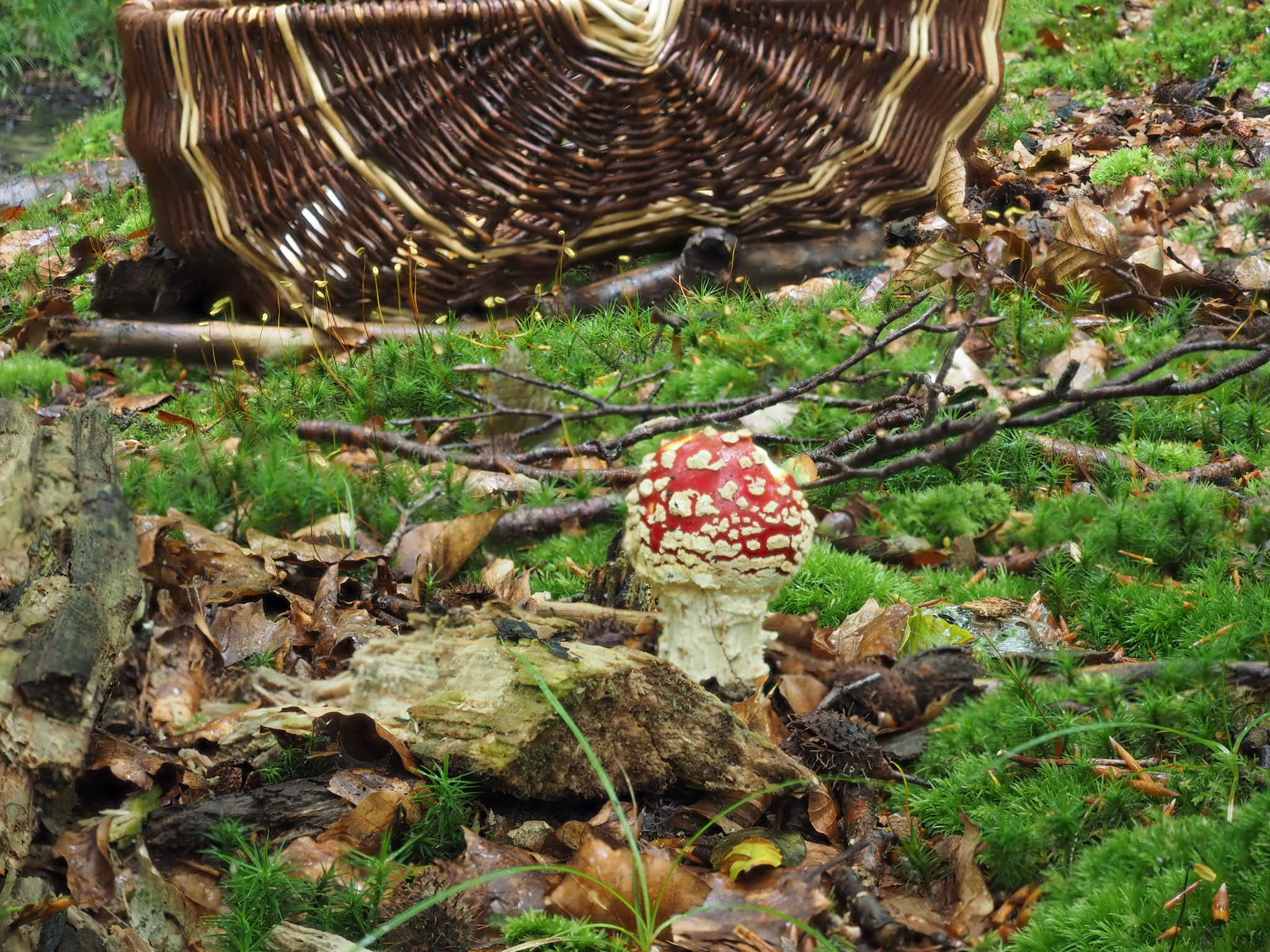 Roter Fliegenpilz (Amanita muscaria)