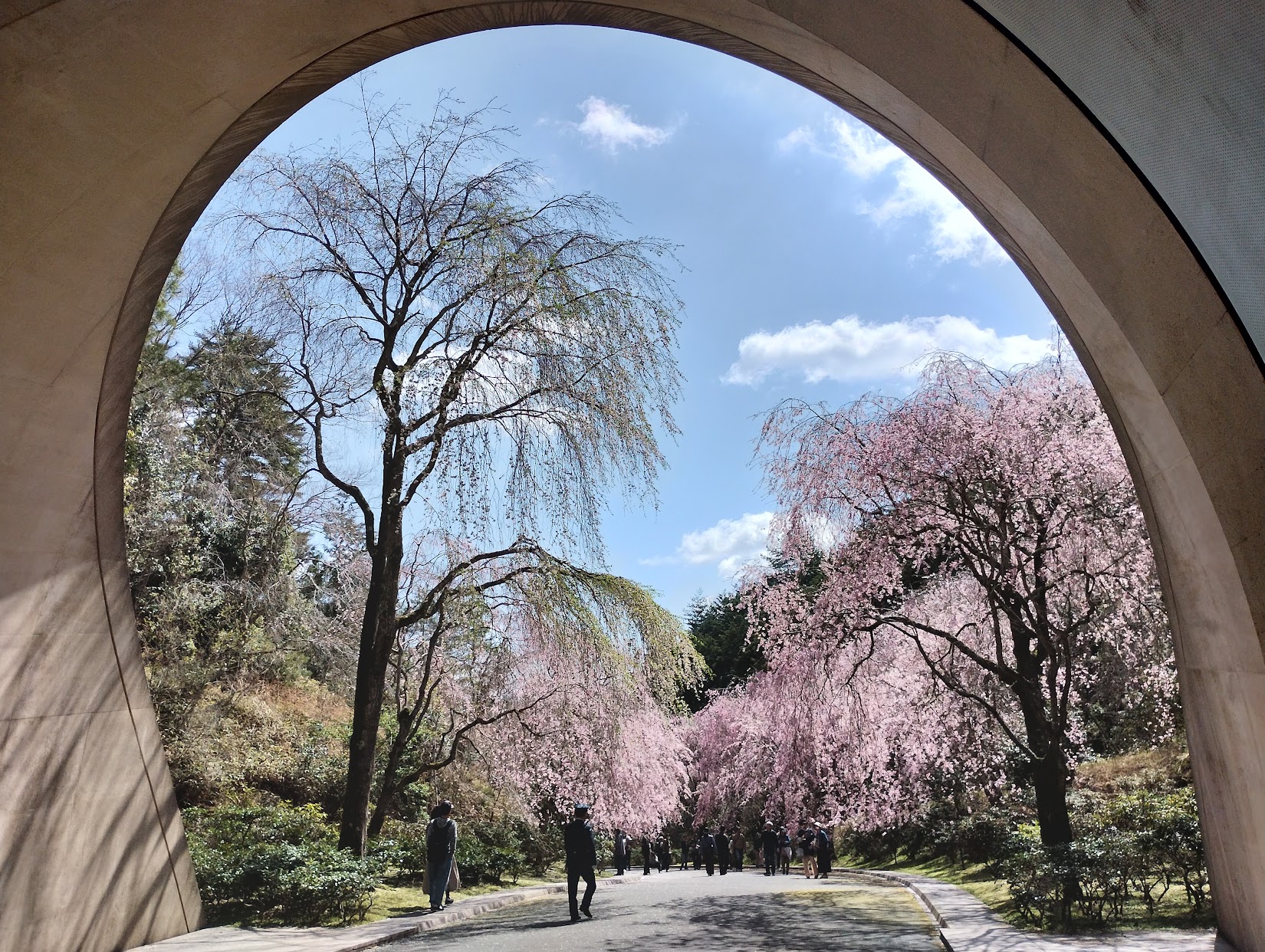 MIHO MUSEUMの枝垂れ桜と古代黄金の物語