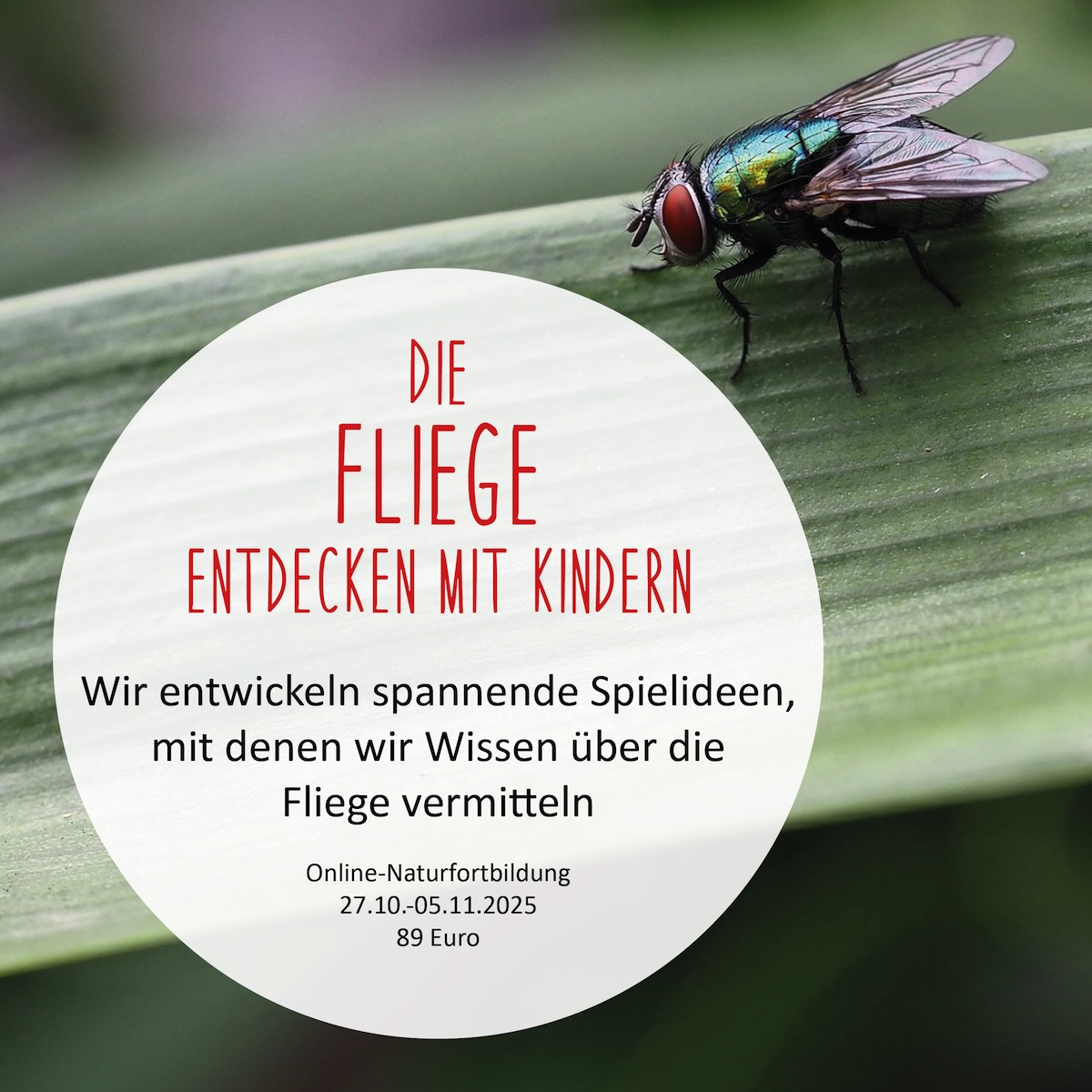 https://www.schlaubatz.de/naturfortbildungen/