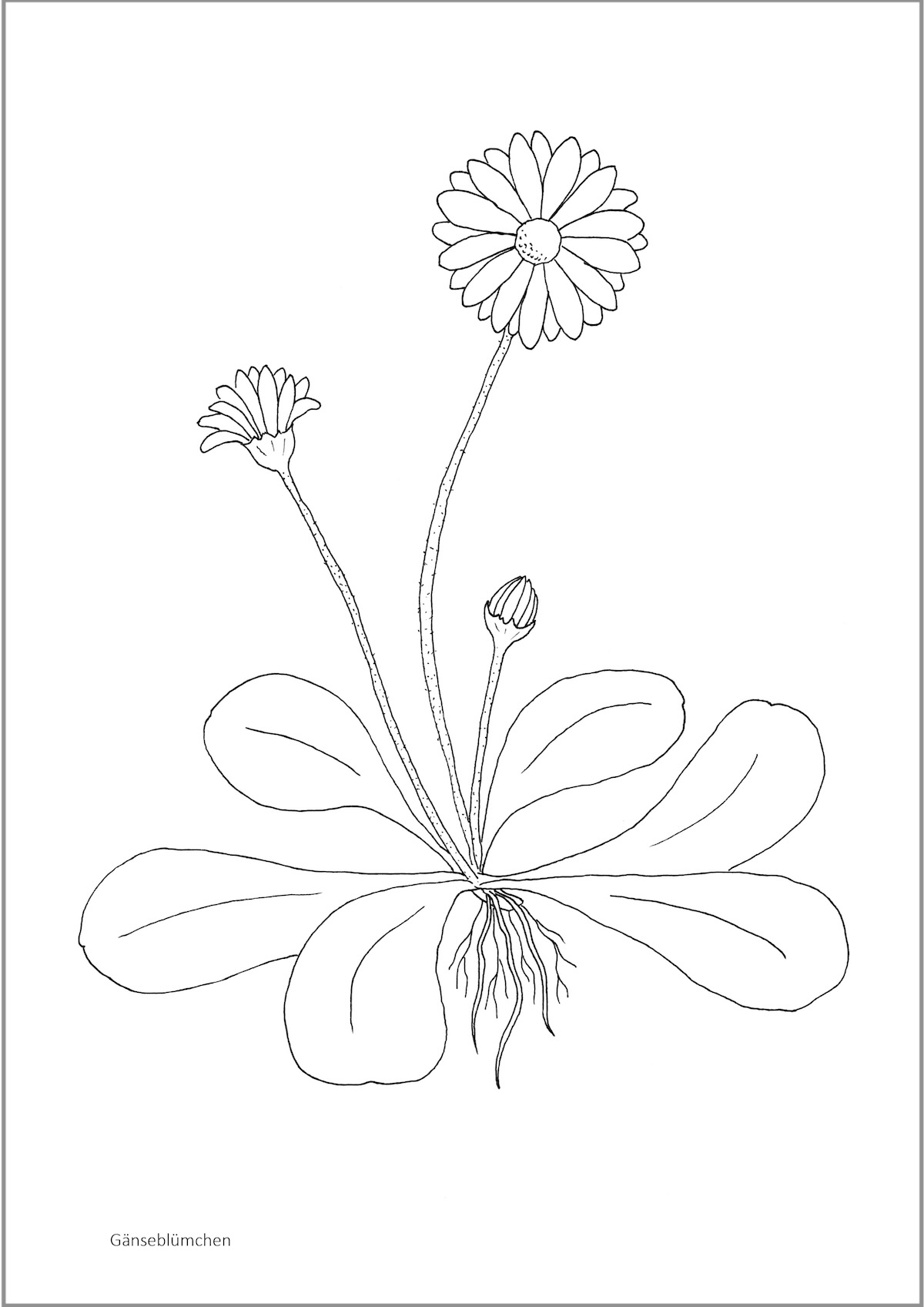 Illustration zur Anschauung und zum Ausmalen