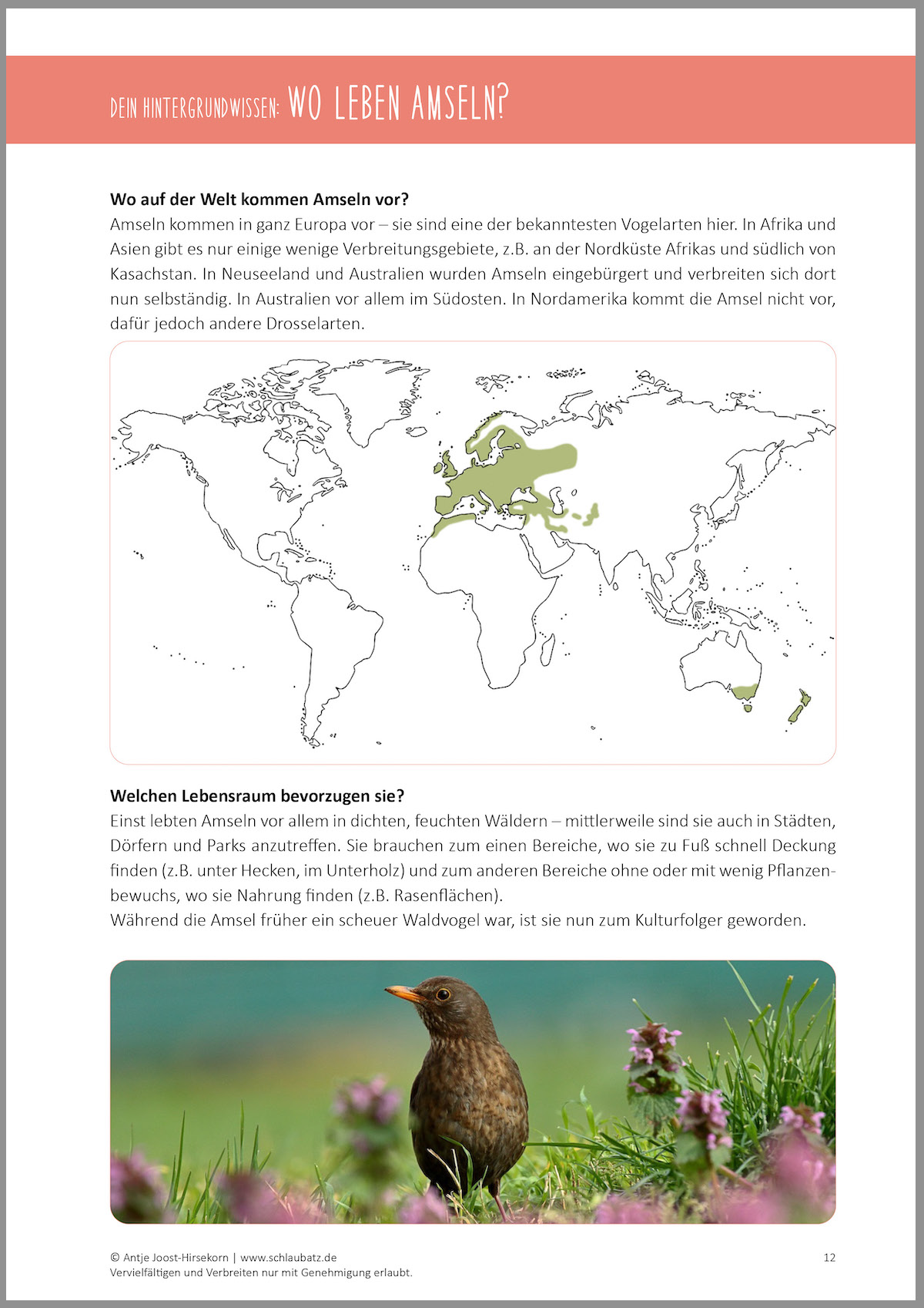 Hintergrundwissen zur Amsel