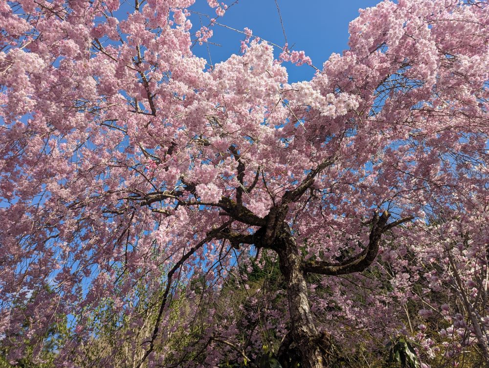 荻野　和介　檜原村上川乗の桜