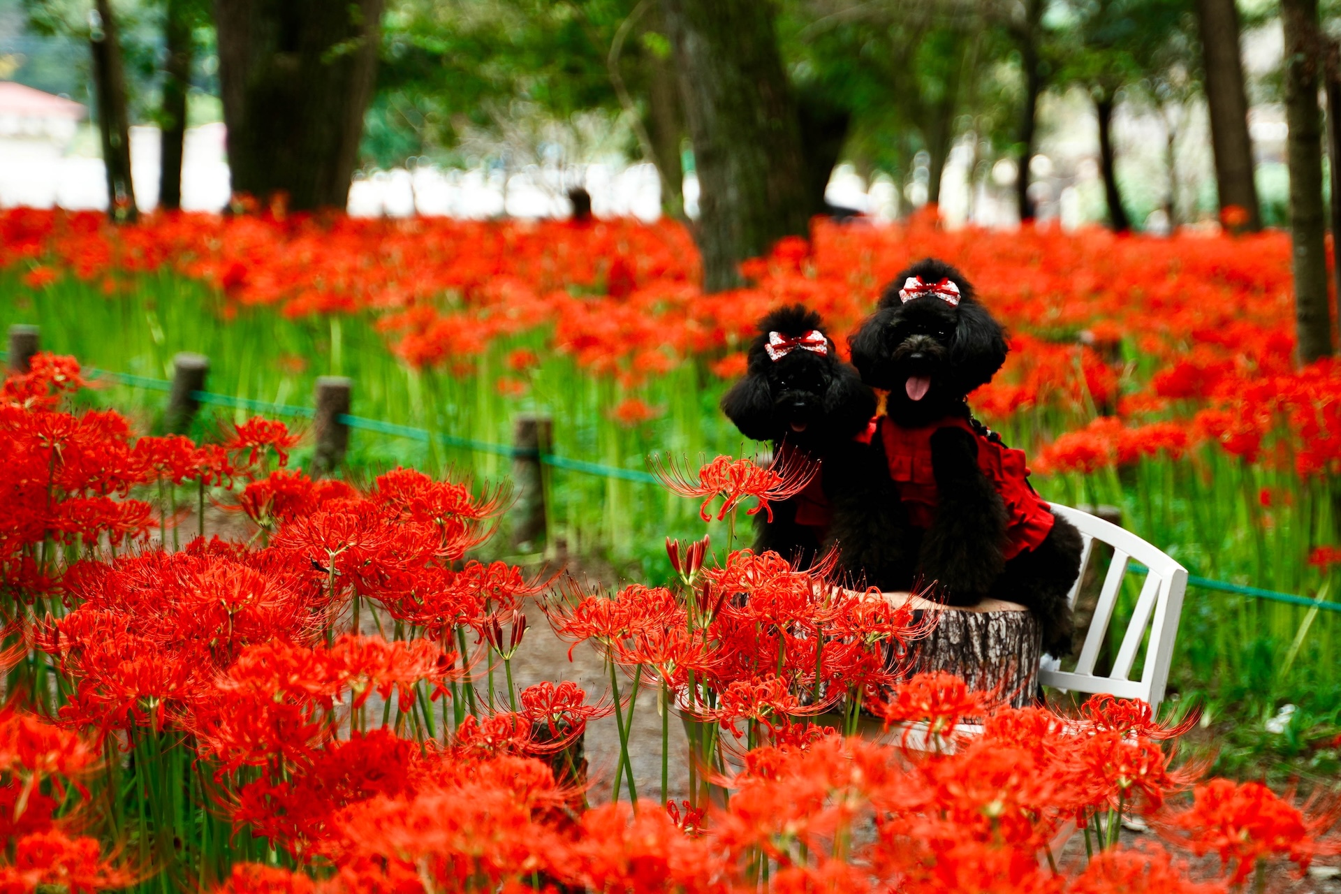 境野信　「彼岸花と犬」