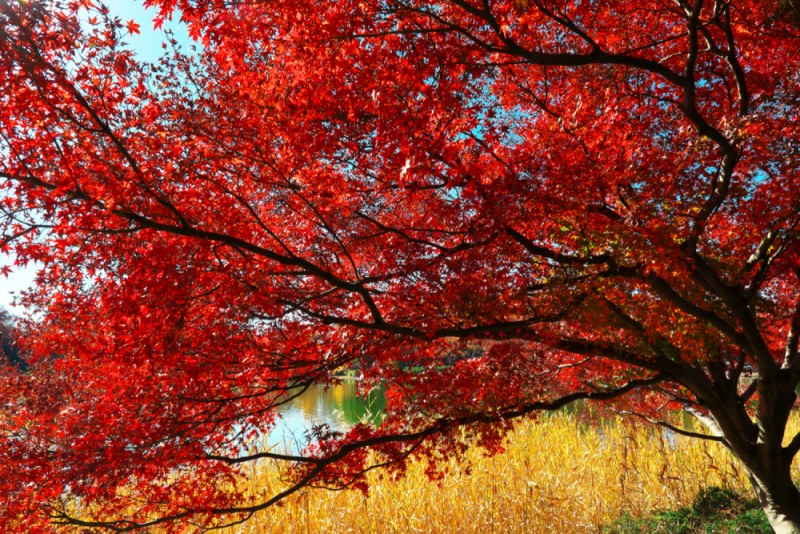 粟田泰平　池淵の紅葉