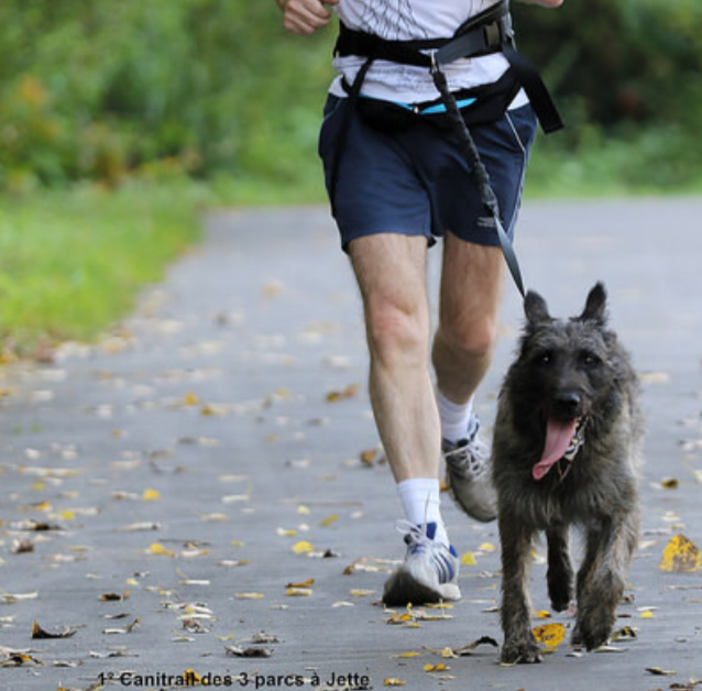 Bouvier des Ardennes