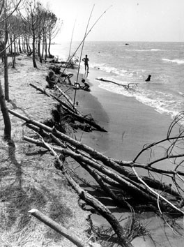 Viterbo, Agosto 1979 - San Giorgio, erosione marina, alberi franati sulla spiaggia