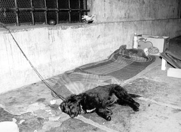 Roma, Giugno 1990 - Cane da guardia al giaciglio di un barbone alla stazione Termini