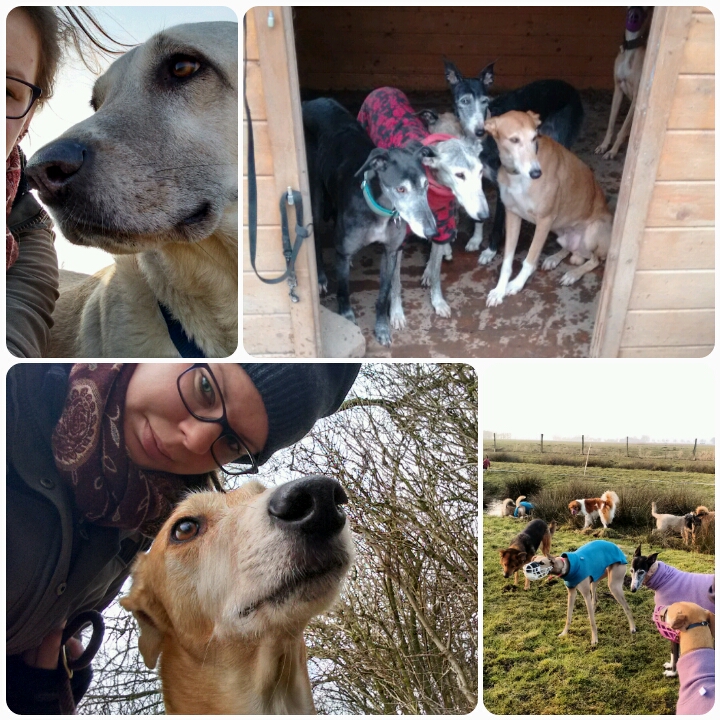Kennenlernen von hunden