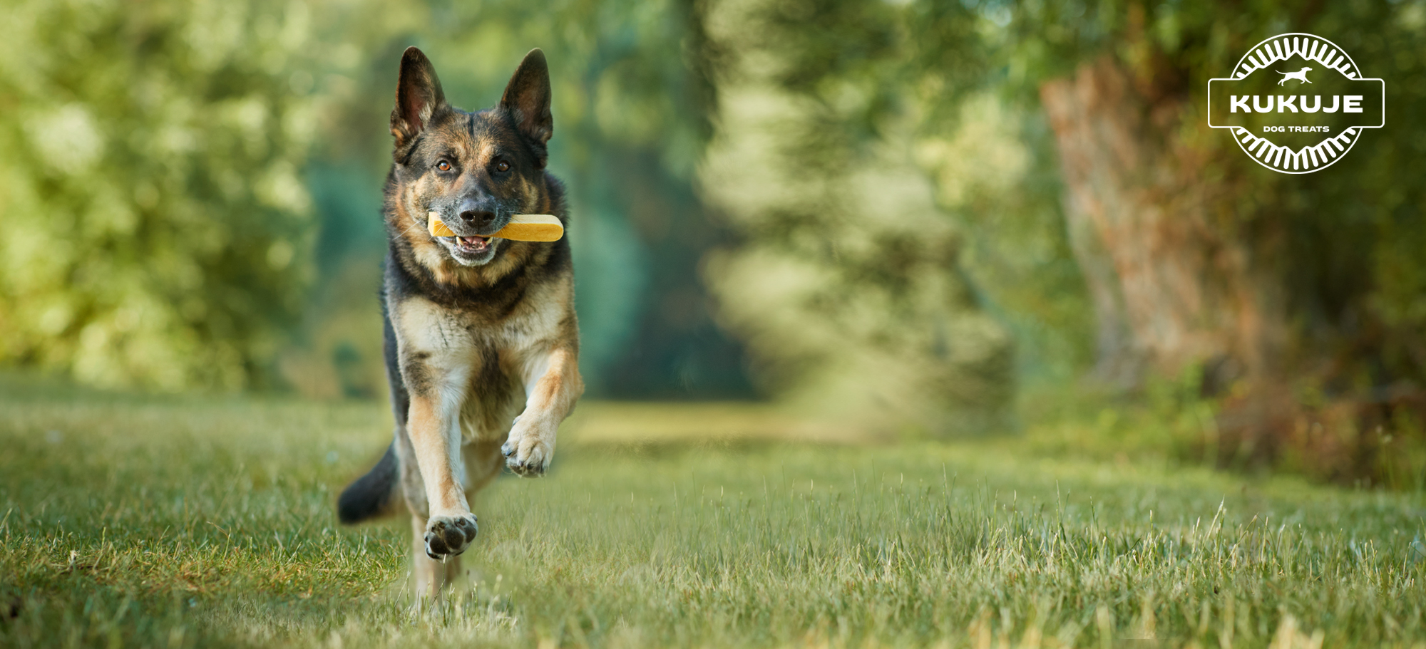 German dog treats new arrivals