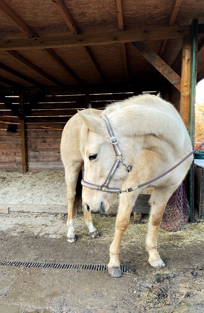 Kann Osteopathie auch für dein Pferd funktionieren?