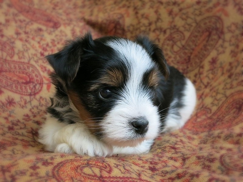 owalo design Kleine Hunde Kaufen