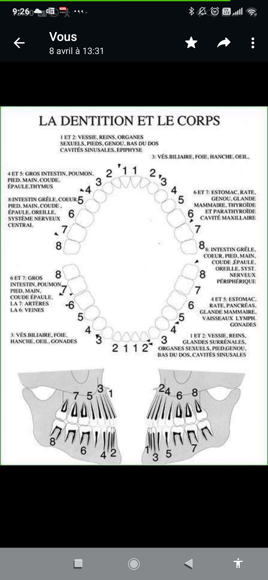 La dentition et le corps 