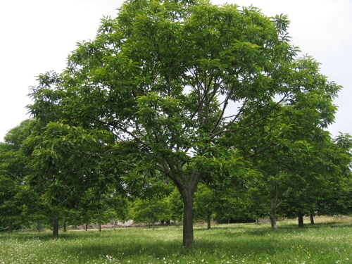 Ejemplar de ''Castanea sativa''. Foto: (cc) serida.org