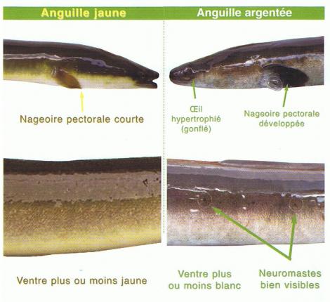 Ouverture peche anguille 2018 clearance