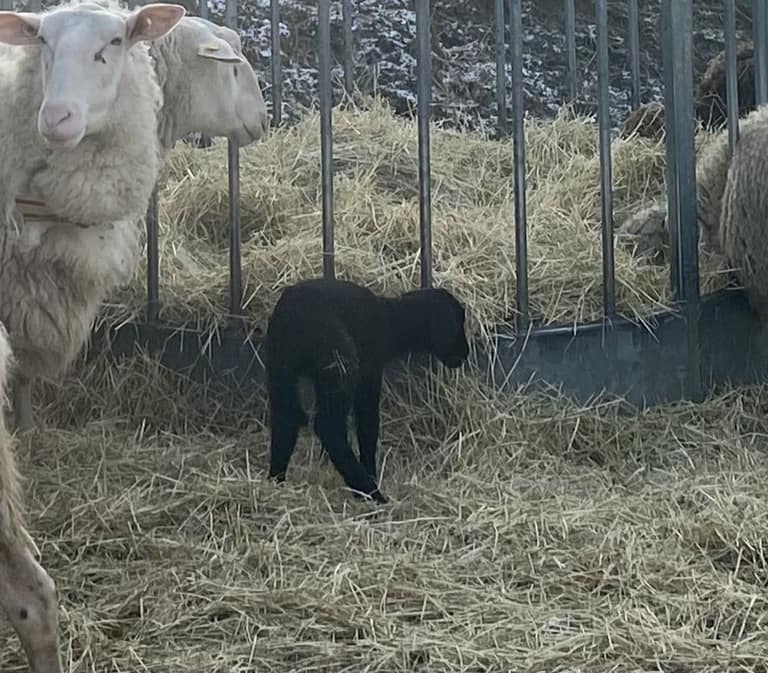 Lammzeit
