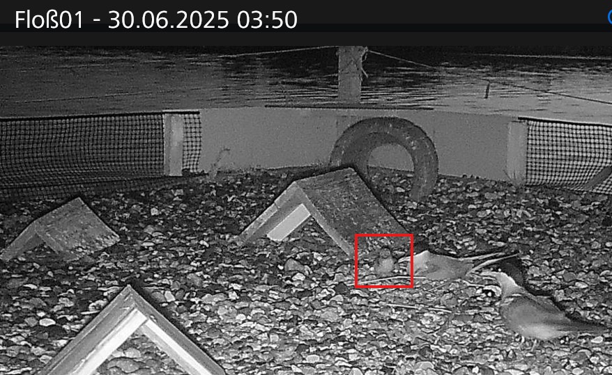 1. Küken am 29.06. geschlüpft
