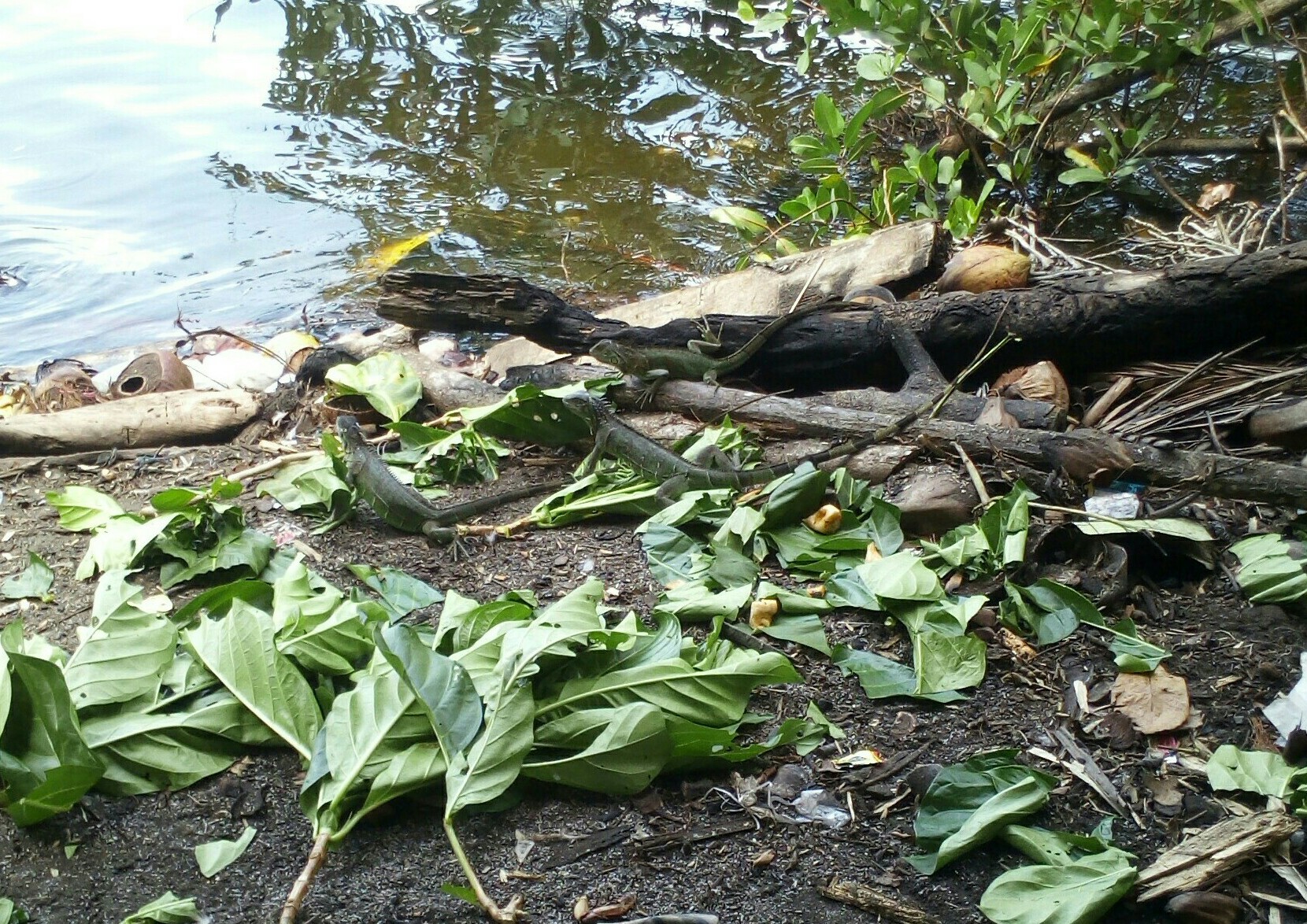 Den Leguanen werden oft Blätter und Bananen gegeben (befinden sich hier auf und vor den Baumstämmen) Quelle: privat