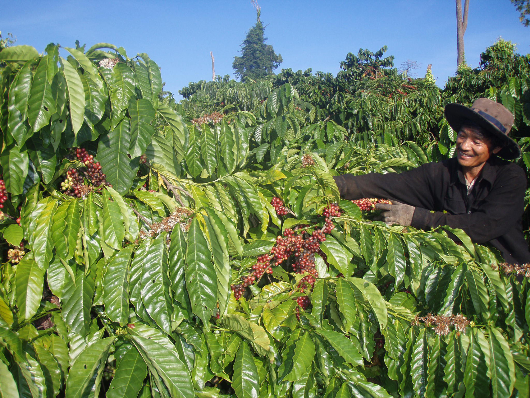 coffeee farm in daklak