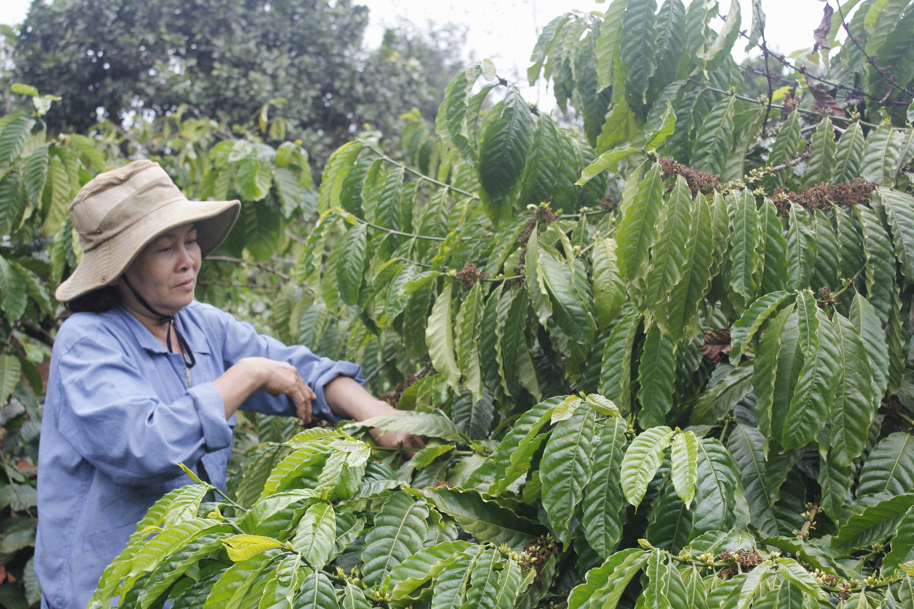 coffeee farm in daklak