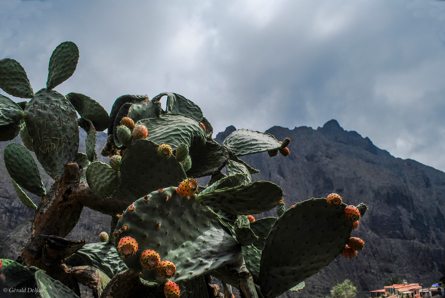 Figues de barbarie, Masca, Tenerife