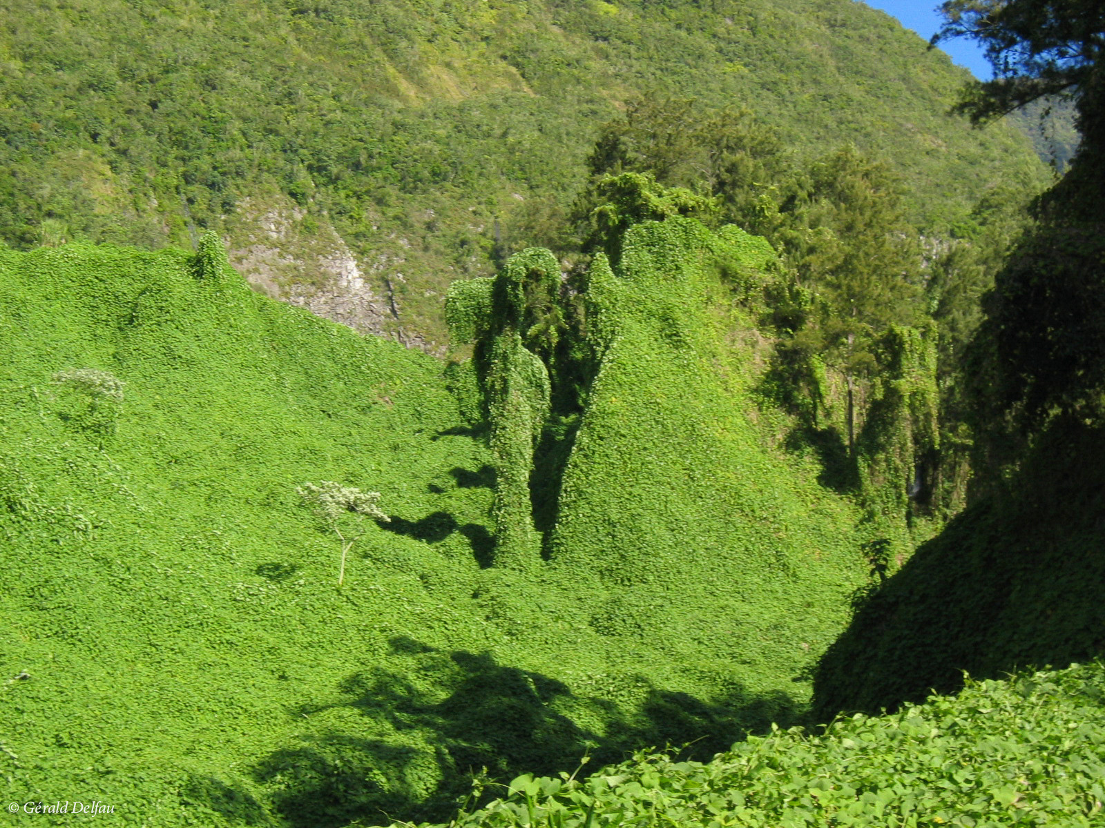 Végétation luxuriante recouvrant les roches de l'Ile de la Réunion