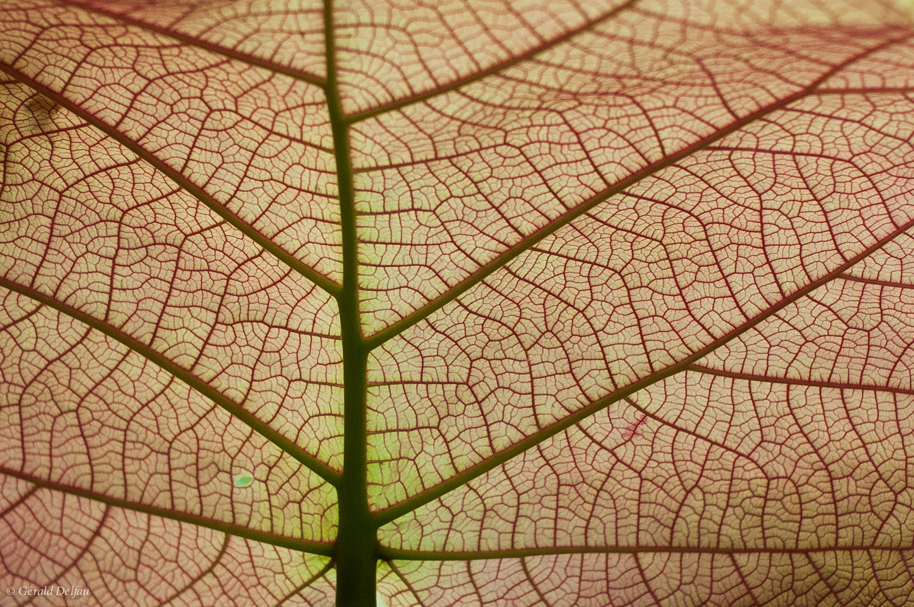 Guadeloupe, Pointe des sables, nervure de feuille en transparence