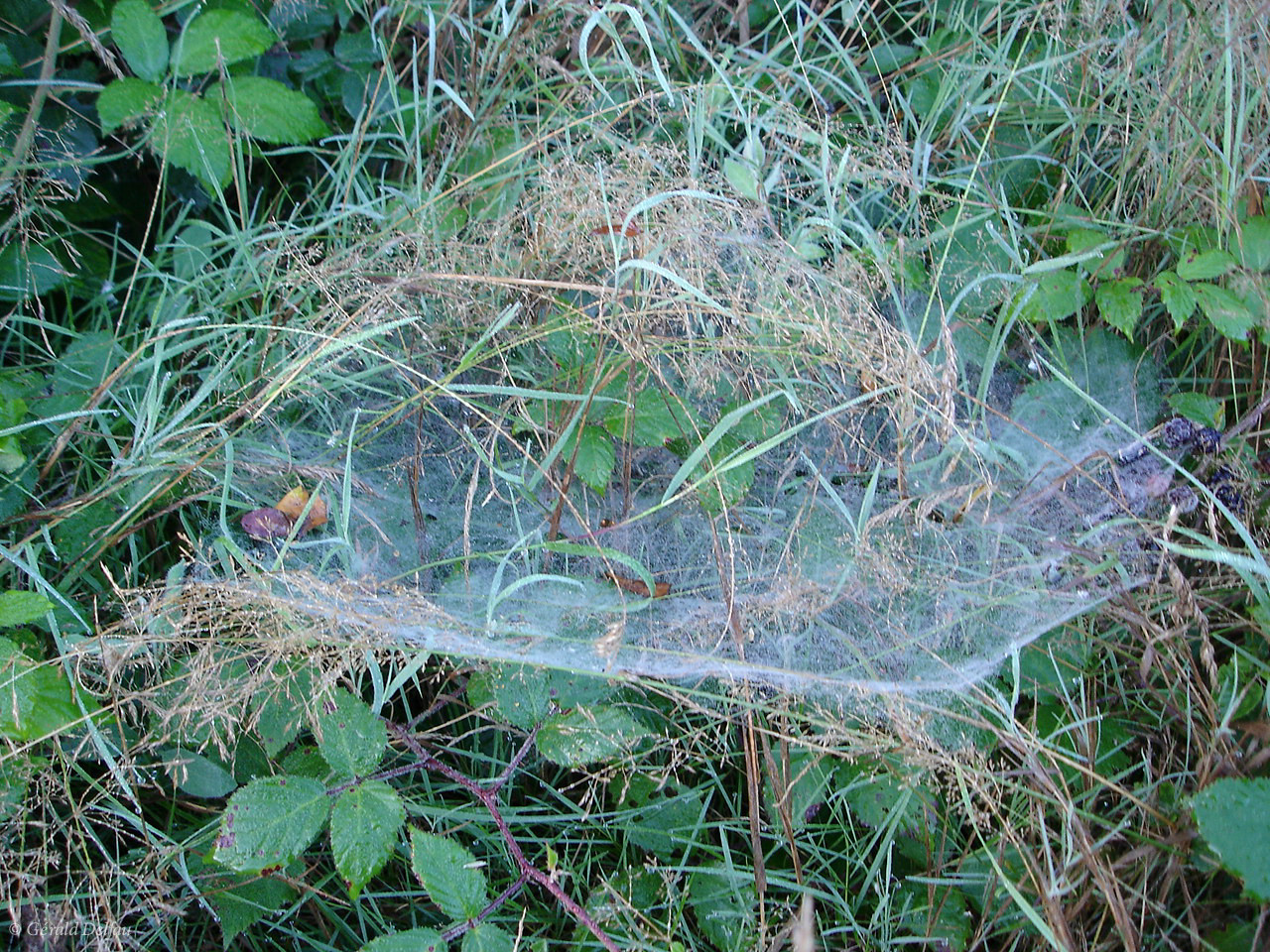 Toile d'araignée en forêt de Crécy, Seine-et-Marne