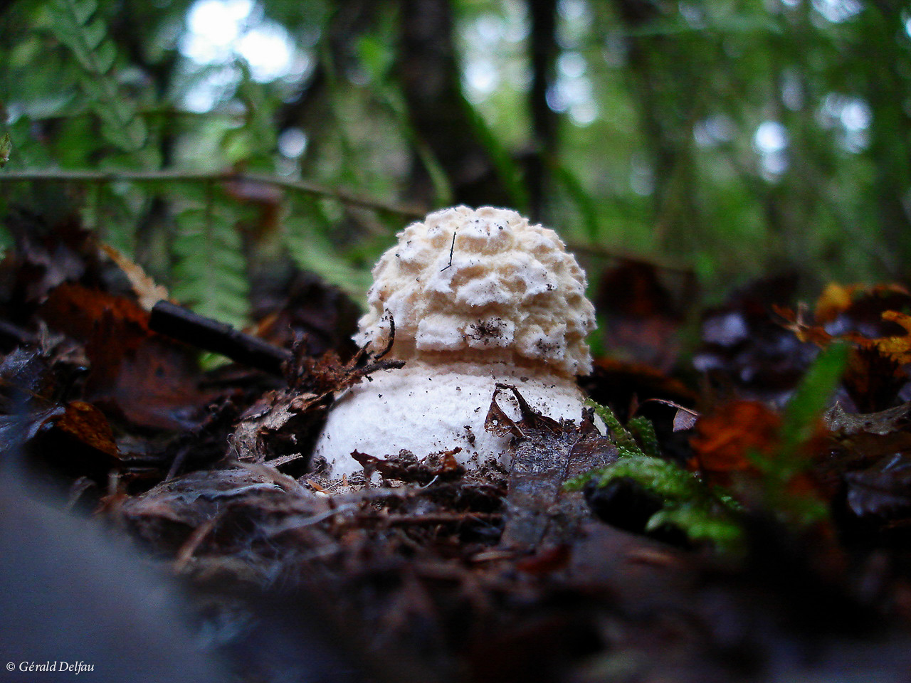 Amanite citrine en forêt de Crécy, Seine-et-Marne