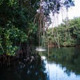 La mangrove en Guadeloupe