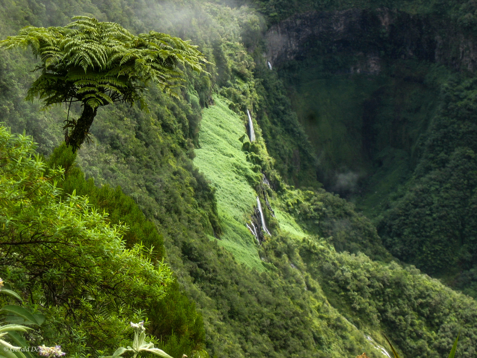 Végétation tropicale, Trou de Fer, Ile de la Réunion