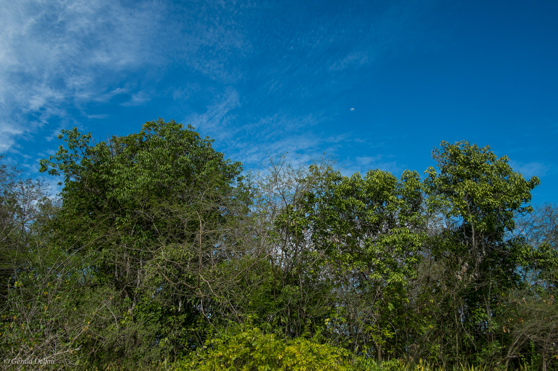 Végétation de la mangrove de Port-Louis, Guadeloupe