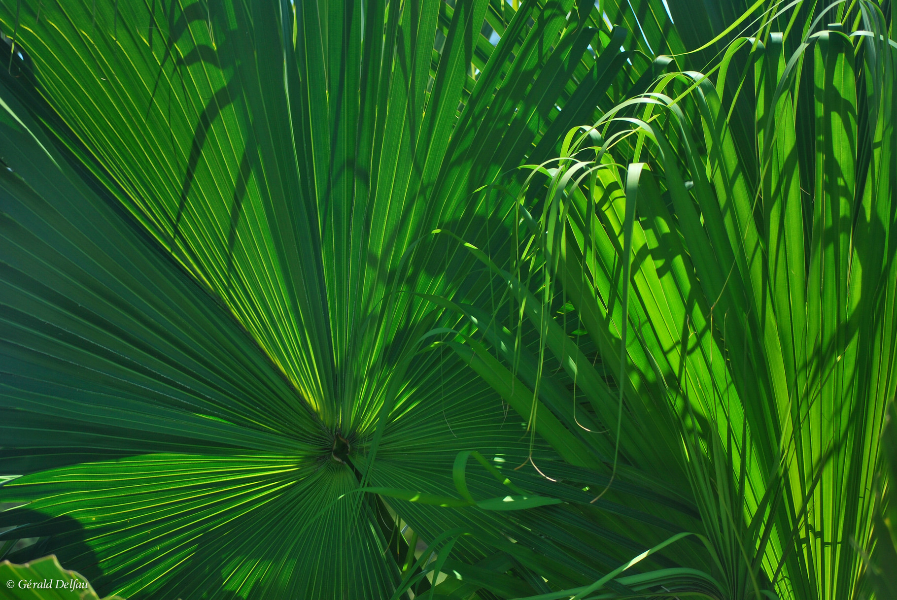 Feuilles de palmier à l'île Maurice