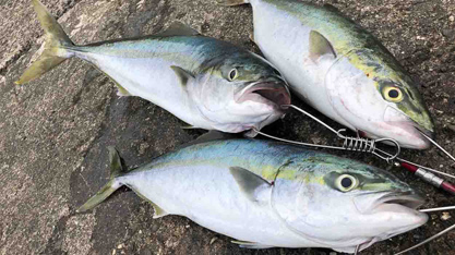 時合突入で青物３連発 淡路島の釣り・ショアジギング