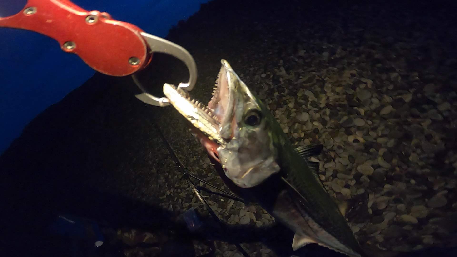 和歌山 煙樹ケ浜 ショアジギングで青物を釣りました