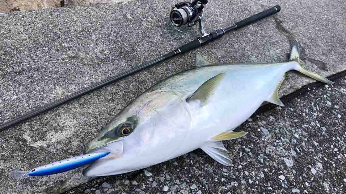 南芦屋浜で青物ブリをショアジギングで釣った