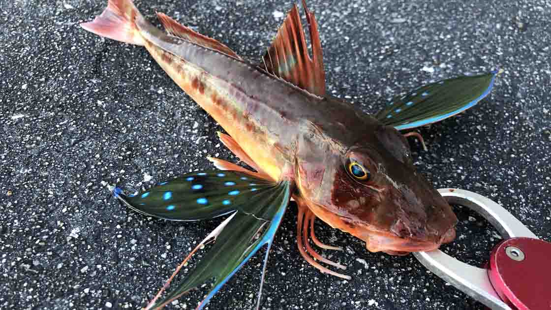 淡路島丸山公園で青物ツバス好調 高級魚も釣れた！