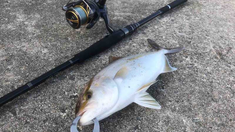 淡路島 富島でショアジギング シオ獲った!（秋の青物シーズン開幕）