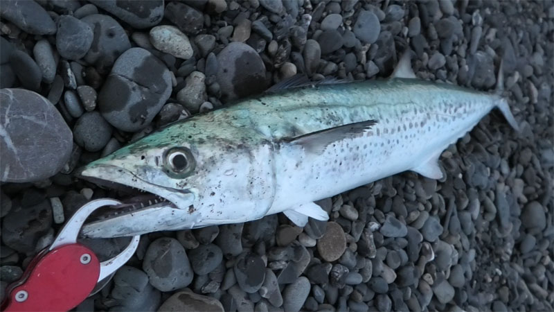 静岡三保海岸でサワラ75cmをショアジギングで釣った！