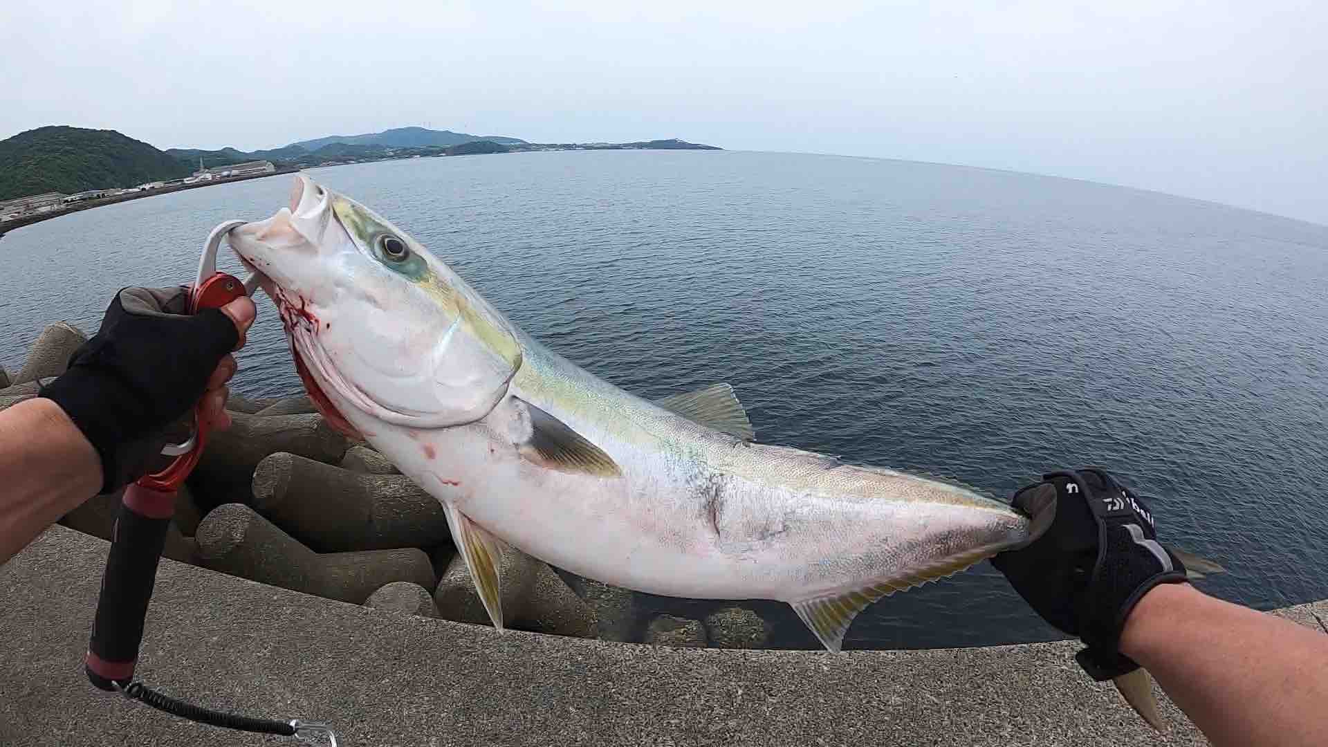 淡路島 湊港のメジロ祭りで良型ゲット