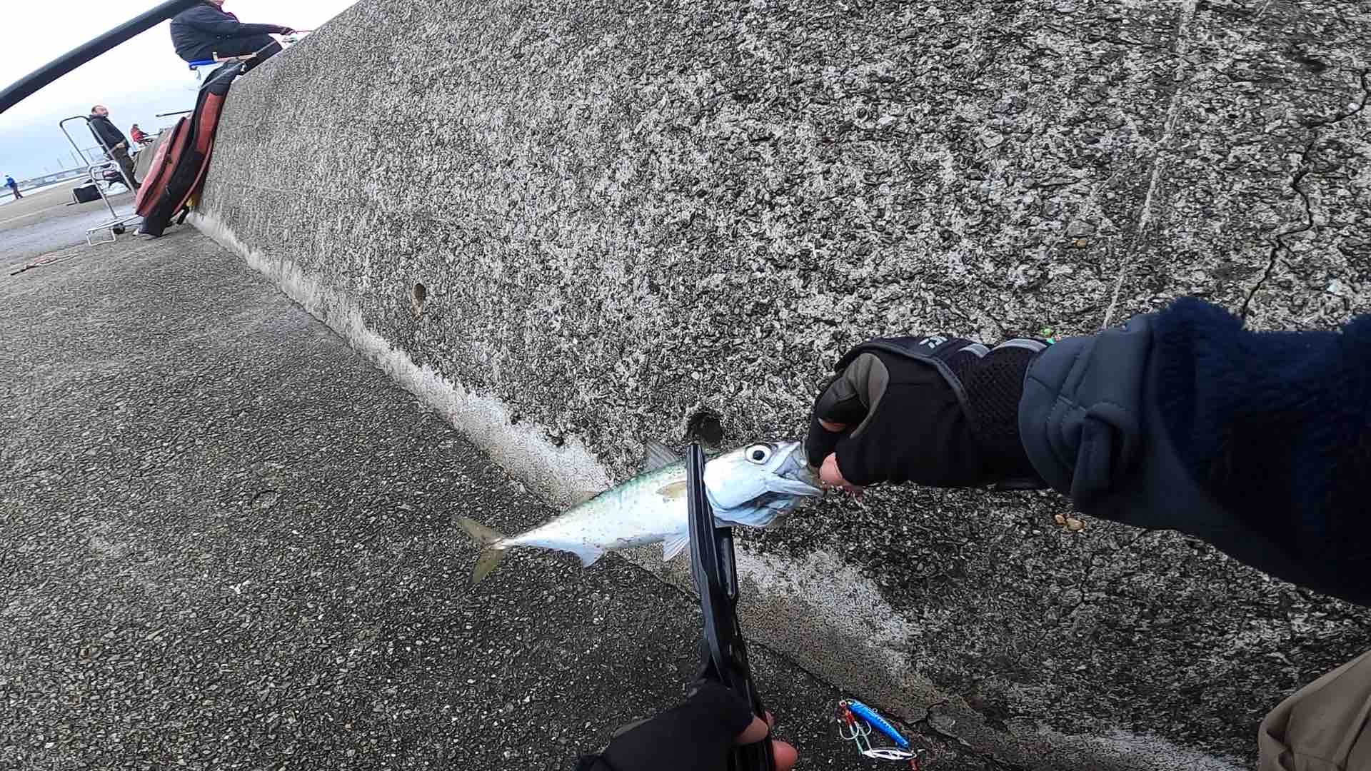 西宮ケーソン ジグサビキでサバが釣れました