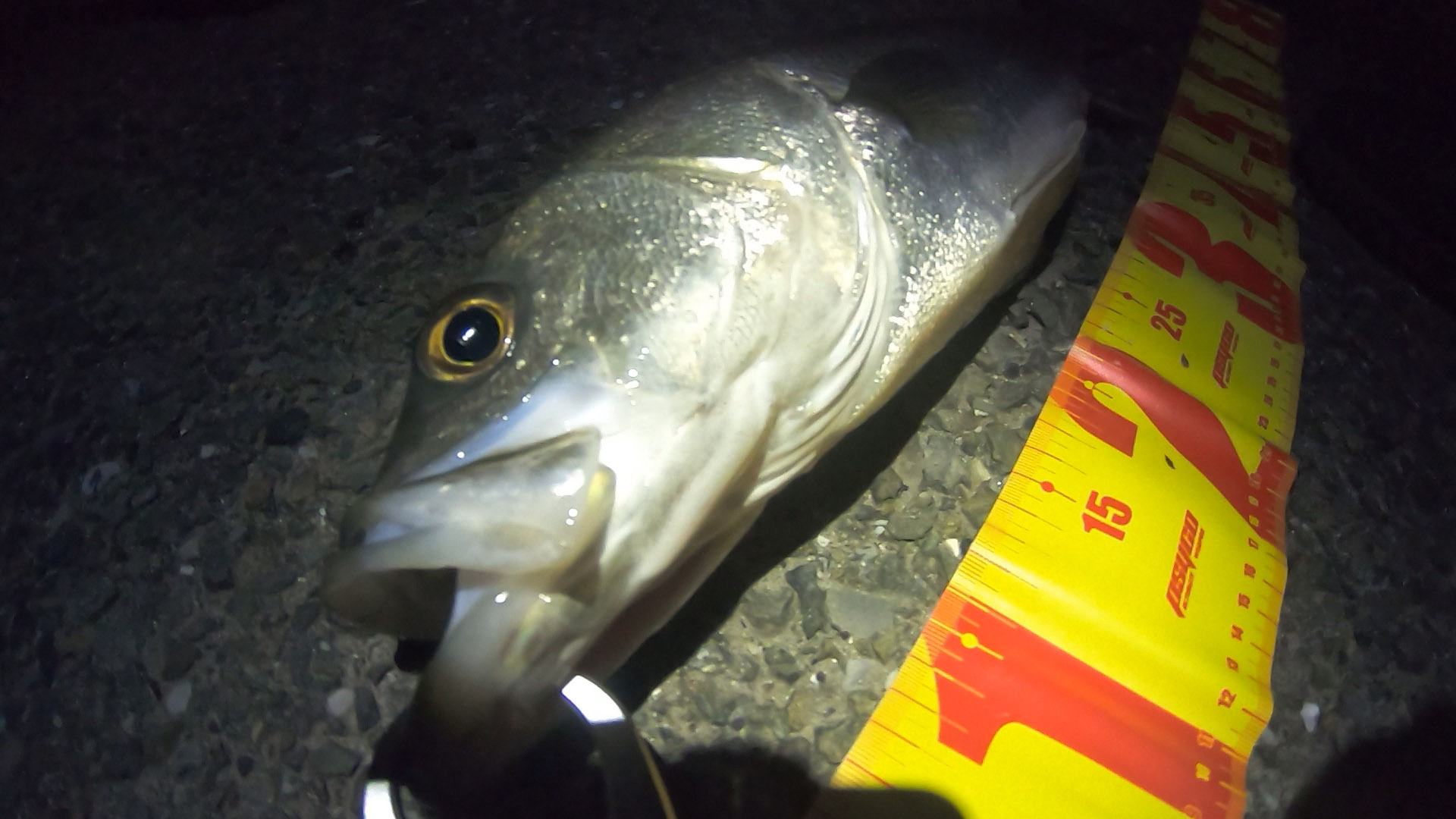 東京湾奥 城南島海浜公園でシーバス65cmをショアジギングで釣った！